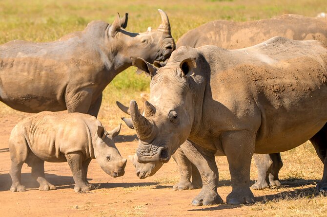 Half-Day Nairobi National Park Private Tour with admission - What the wildlife portion can deliver