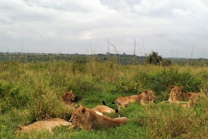 Half-Day Nairobi National Park Safari from Nairobi with Free Pickup - The animals you may see