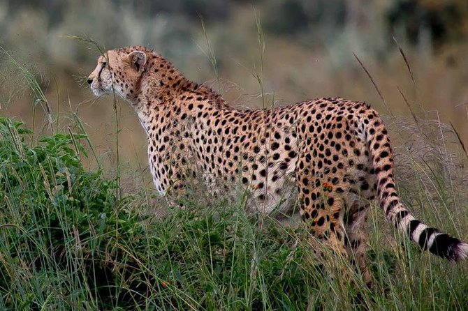 Half-Day Nairobi National Park Safari from Nairobi with Free Pickup - Why the city skyline adds something special