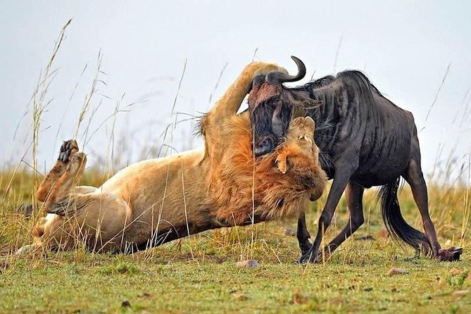 Half-Day Nairobi National Park Safari from Nairobi with Free Pickup - What the price really buys you