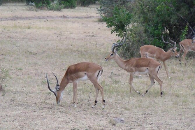 Half-Day Nairobi National Park Tour from Nairobi - Why Nairobi National Park makes a strong first safari
