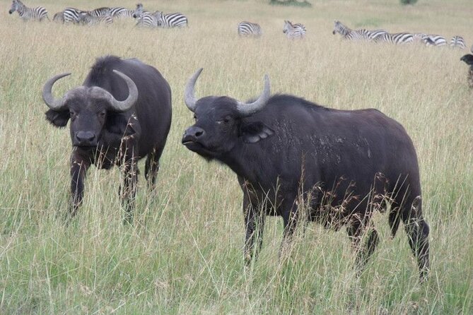 Half-Day Nairobi National Park Tour from Nairobi - What is not included