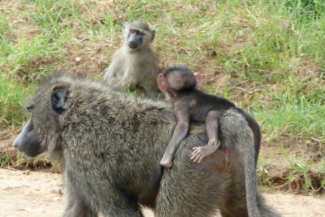 Half-Day Nairobi National Park Tour from Nairobi - Who will enjoy this Nairobi safari most?
