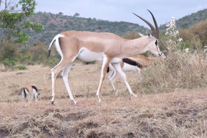 Half-Day Nairobi National Park Tour from Nairobi - Entering Nairobi National Park for about three hours
