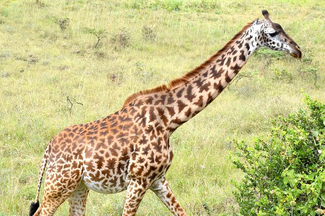 Half day Nairobi National Park Tour & Sheldrick Elephant Nursery - The 6 a.m. start and private vehicle