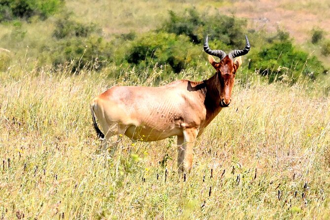 Half day Nairobi National Park Tour & Sheldrick Elephant Nursery - Hippo pools and the park’s walking options