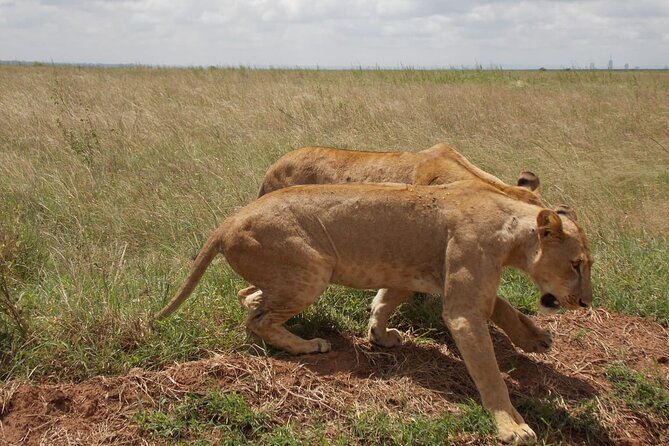 Half day Nairobi National Park Tour & Sheldrick Elephant Nursery - Three hours among Nairobi National Park’s wildlife