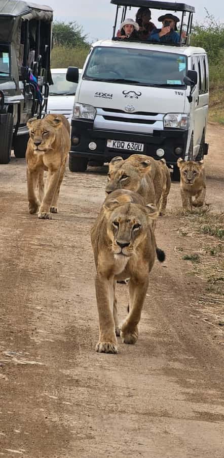 Half day Nairobi National Park with free pick up - Why Nairobi National Park works so well for a short safari
