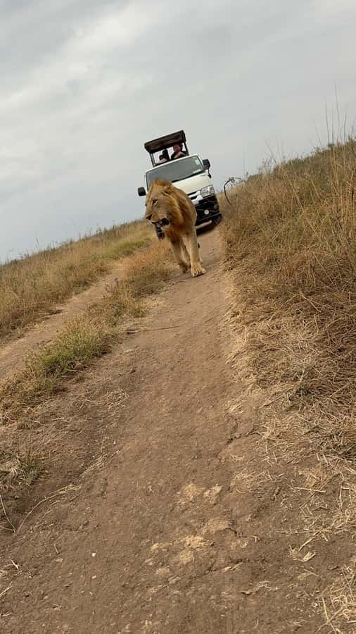 Half day Nairobi National Park with free pick up - The unusual Nairobi skyline photo stop