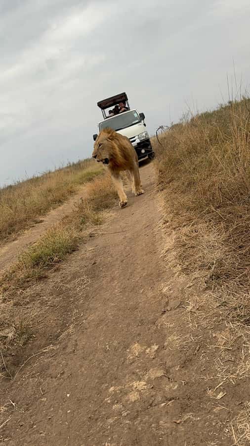 Half day Nairobi National Park with free pick up - How the guiding style shapes the morning