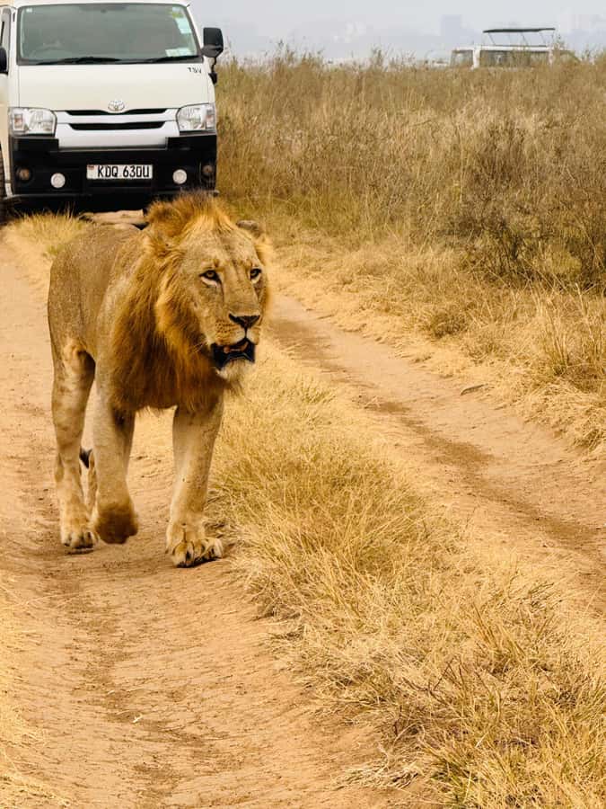 Half day Nairobi National Park with free pick up - Who should book this half-day safari