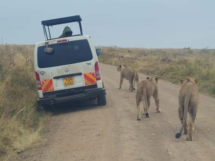 Half day Nairobi National Park with free pick up - The morning pickup and drive into the park