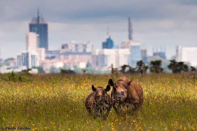 Half Day Nairobi National park - The animals you may search for