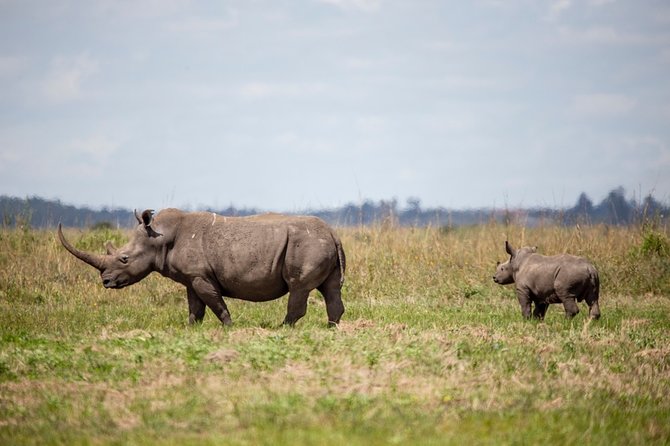 Half-Day Private Guided Safari Tour to Nairobi National Park - The 6:00 am pickup and why timing matters