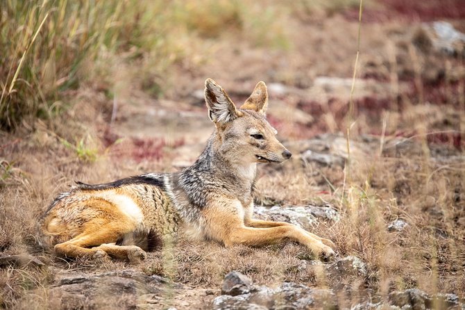 Half-Day Private Guided Safari Tour to Nairobi National Park - A private tour is best for the right kind of group