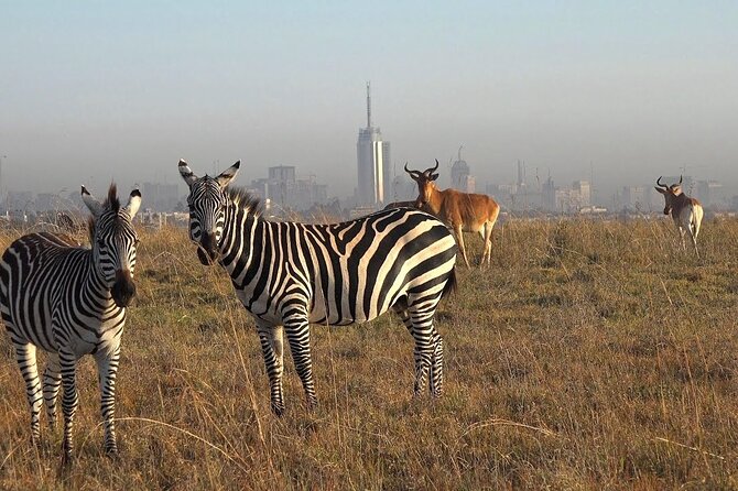 Half Day Private Tour in Nairobi National Park with Admission - The open-roof vehicle and wildlife search
