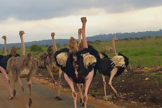 Half Day Private Tour in Nairobi National Park with Admission - What the private format is worth