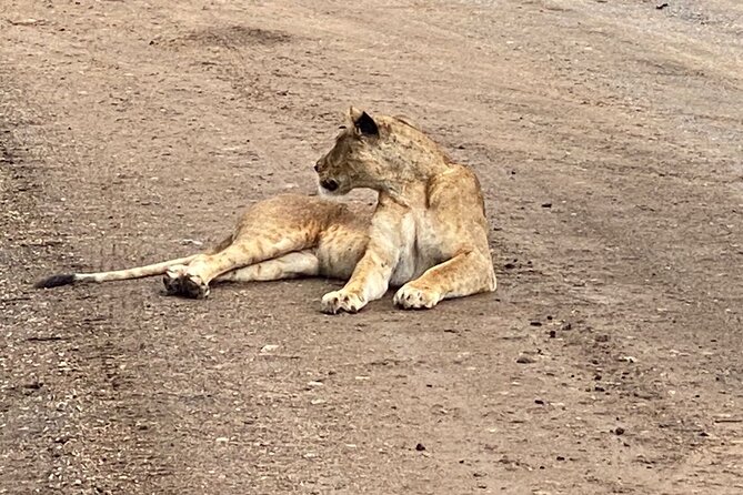 Half Day Private Tour in Nairobi National Park with Admission - Why the 6 a.m. start matters