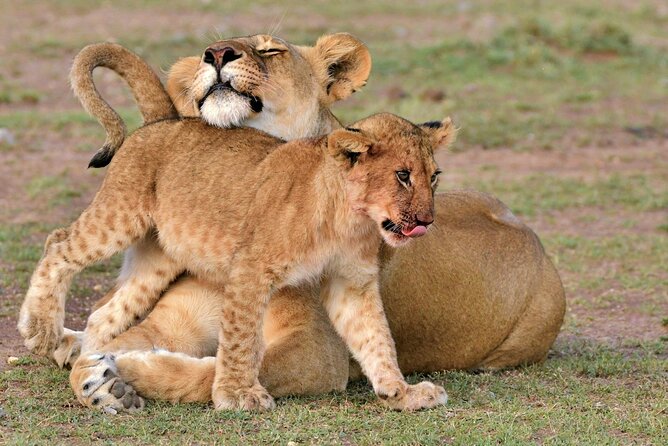 Half Day Safari at Nairobi National Park - Key points to know before booking