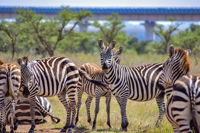 Half Day Safari at Nairobi National Park - Setting out in a 4WD tour van