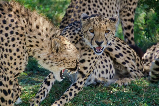 Half Day Safari at Nairobi National Park - The game drive through savannah, river, and acacia