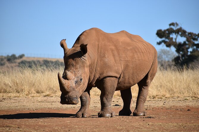 Half Day Safari at Nairobi National Park - Lions, rhinos, giraffes, and the thrill of the search