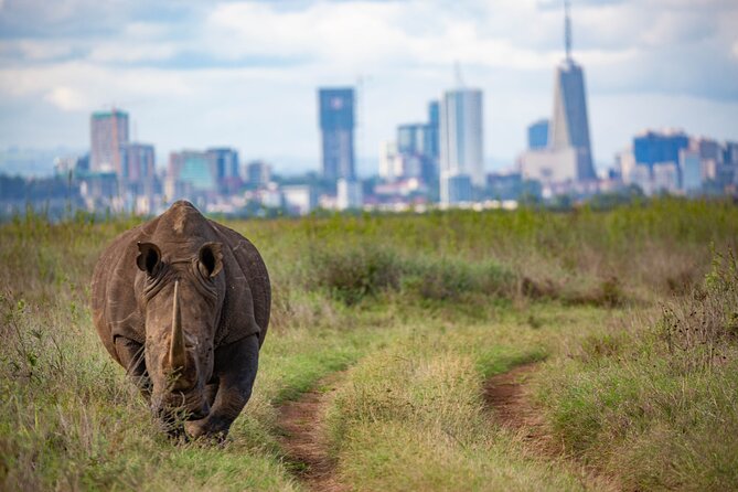 Half Day Safari at Nairobi National Park - What the $40 price really buys