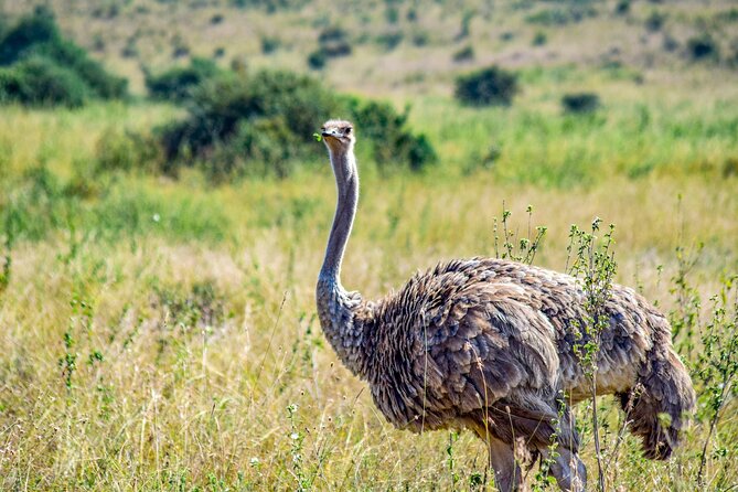 Half Day Safari at Nairobi National Park - Guide service: Tony and Anthony set the tone