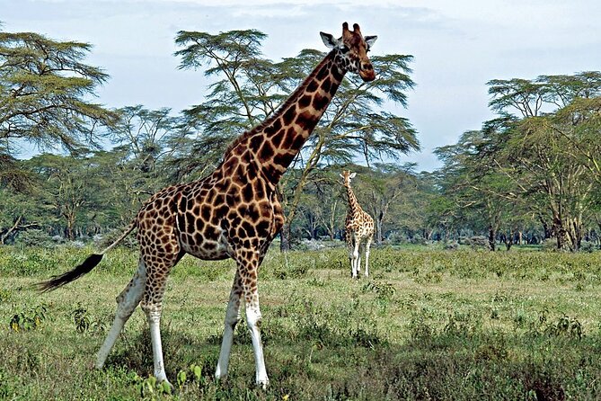 Half Day Sunrise Game - Drive of National Park Tour From Nairobi - Following Nairobi National Park’s wildlife tracks