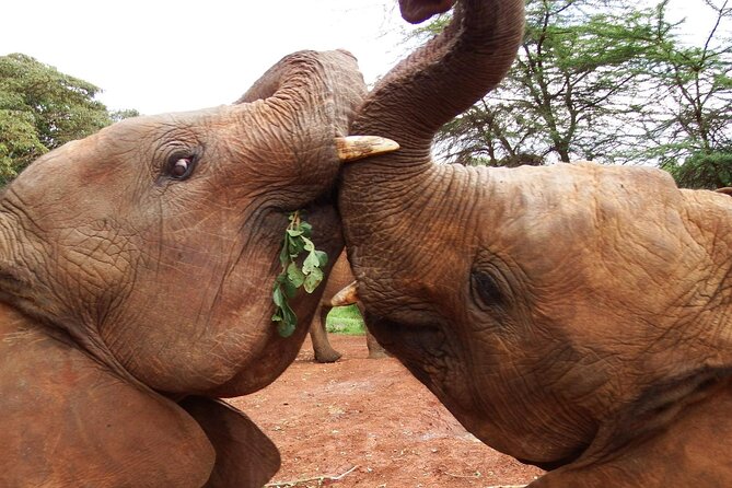 Half day tour to Elephant orphanage & Giraffe Centre Nairobi - Why this Nairobi wildlife tour works