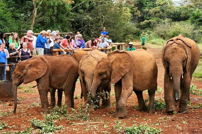Half day tour to Elephant orphanage & Giraffe Centre Nairobi - Sheldrick Wildlife Trust: one powerful hour with orphaned elephants