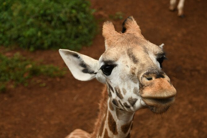 Half day tour to Elephant orphanage & Giraffe Centre Nairobi - Kobe Tough beads and leather: a useful community stop