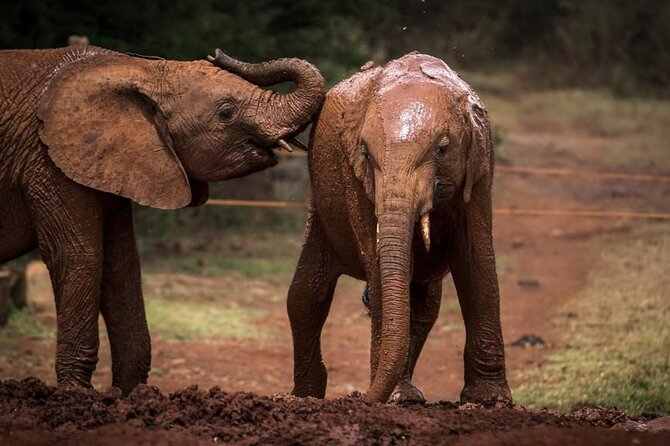 Half day tour to Elephant orphanage & Giraffe Centre Nairobi - The guide can make the difference