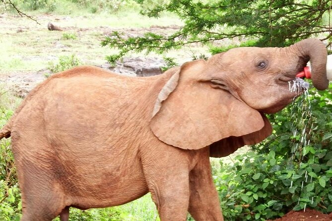 Half day tour to Elephant orphanage & Giraffe Centre Nairobi - The E-Citizen fee needs careful handling