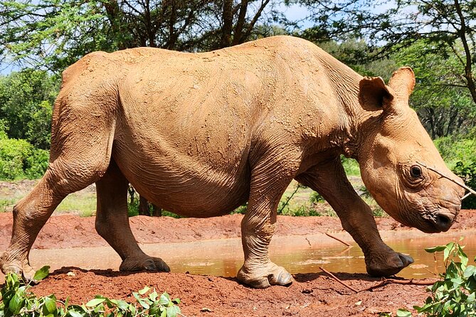Half day tour to Elephant orphanage & Giraffe Centre Nairobi - Getting the timing right from 8:30 a.m. onward