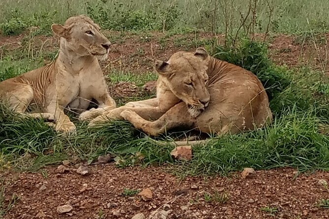 Half Day Tour To Nairobi National Park and Giraffe Center - Why this Nairobi half-day tour works