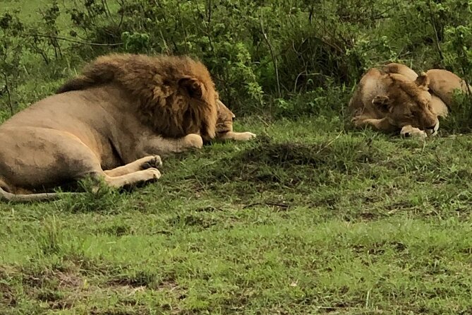 Half Day Tour To Nairobi National Park and Giraffe Center - The 6:00am pickup and safari van