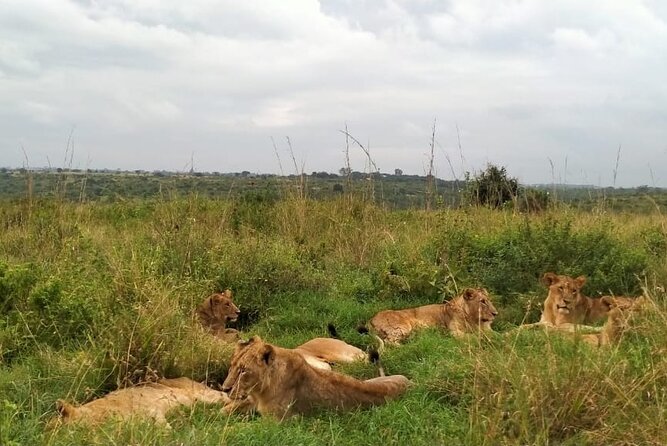 Half day wildlife tour to Nairobi National Park Game Drive with Pickup/Drop off - Nairobi National Park: a safari beside the city