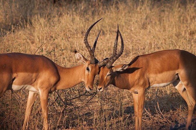 Half day wildlife tour to Nairobi National Park Game Drive with Pickup/Drop off - Looking for rhinos, lions, and the Big Four