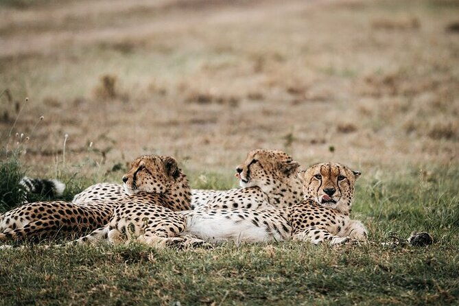 Half day wildlife tour to Nairobi National Park Game Drive with Pickup/Drop off - The Ivory Burning Site monument