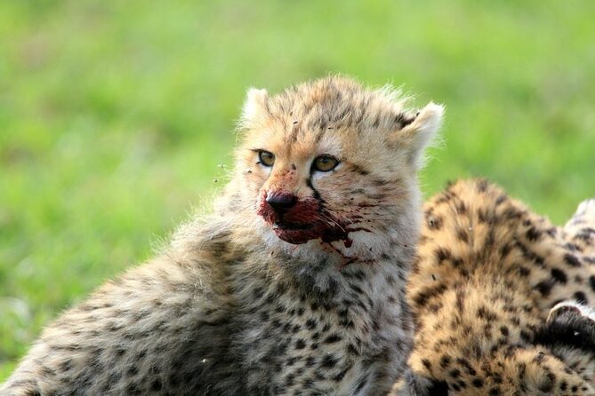 Half day wildlife tour to Nairobi National Park Game Drive with Pickup/Drop off - What the guide adds to the experience