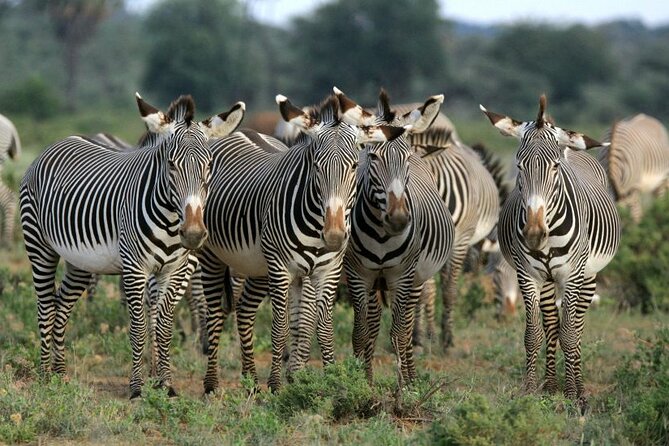 Half day wildlife tour to Nairobi National Park Game Drive with Pickup/Drop off - Entering the park and paying the extra fee