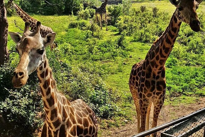 Haller Park Half-Day Tour from Mombasa - What makes this Haller Park outing worth considering