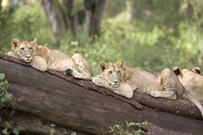 Haller Park Half-Day Tour from Mombasa - What you see during the two-hour park visit