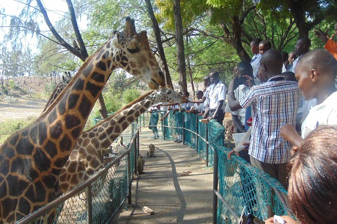 Haller Park Half-Day Tour from Mombasa - Why the guide and private format matter