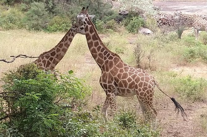 Haller Park Tour observing hippos, giraffes, birds, monkeys, crocs & others - Leaving Mombasa for a four-hour wildlife outing