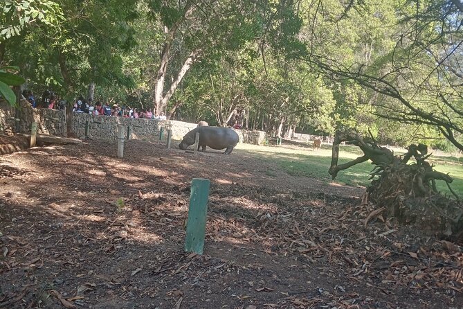 Haller Park Tour observing hippos, giraffes, birds, monkeys, crocs & others - Watching hippos at feeding time