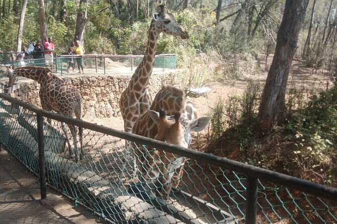 Haller Park Tour observing hippos, giraffes, birds, monkeys, crocs & others - Is $45 a fair price?