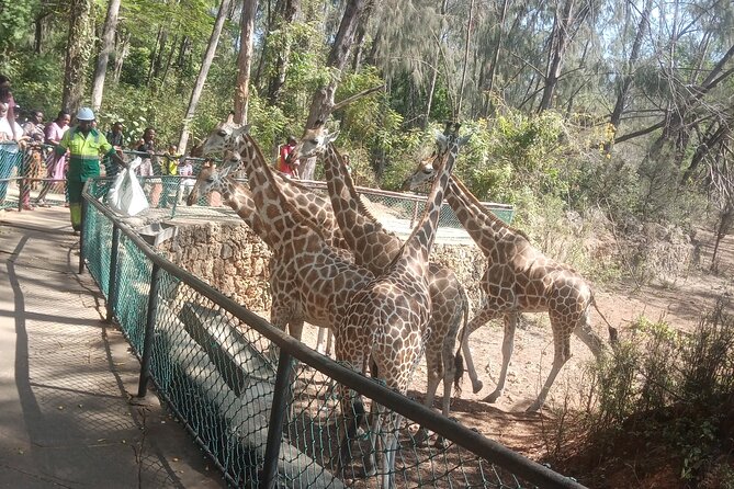 Haller Park Tour observing hippos, giraffes, birds, monkeys, crocs & others - Communication and the private tour format