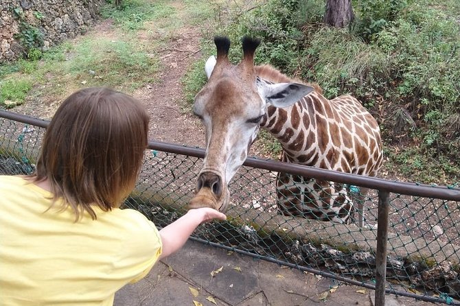 Haller Park Tour observing hippos, giraffes, birds, monkeys, crocs & others - First sights inside Haller Park
